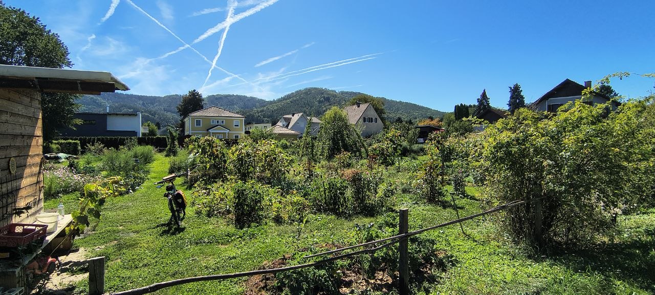 Gemeinschaftsgarten Z'sammen Gartln im Spätsommer - er blüht